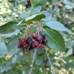 Muchovník (Amelanchier) ´PRINCESS DIANA´ - výška 20-40 cm, kont C2L